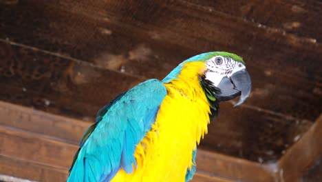 a colorful parrot