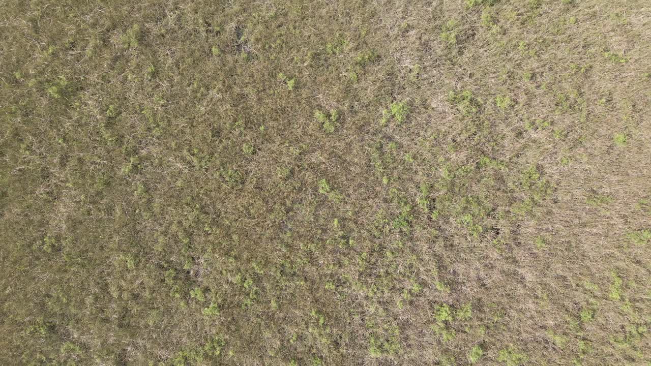 vertical: sabana de pastizales pantanosos de la florida y pantano de everglade