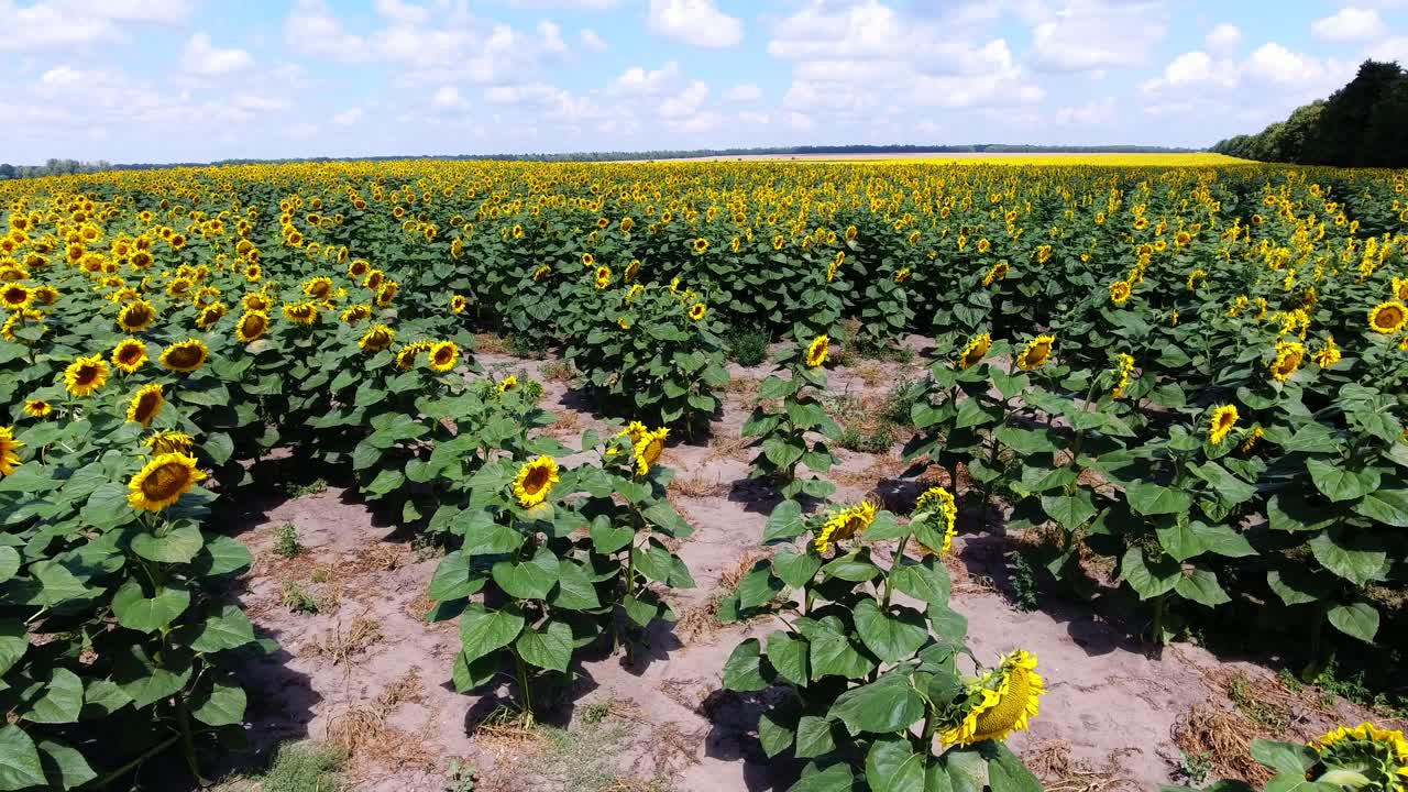 flight over the field of sunflowers