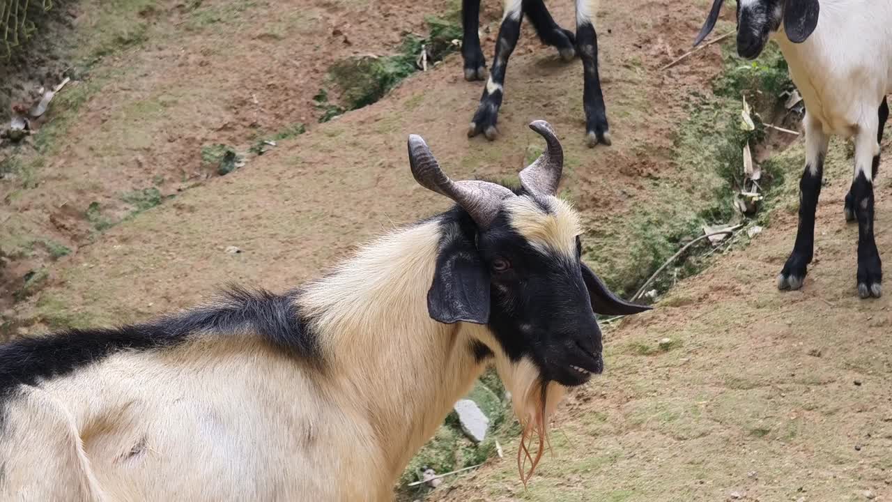 시골 지역의 염소