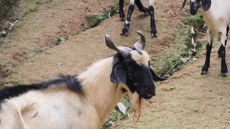 goats in a rural area