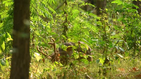 venado cerdo indio, hyelaphus porcinus, moviendo la cabeza hacia abajo rápidamente como si desafiara la presencia de alguien y para intimidar como se ve detrás de un espeso follaje mientras los oídos alertan para detectar alarmas