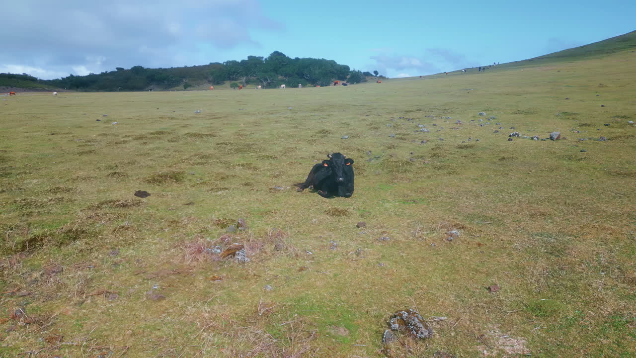 Cattle grazing in a grassy field