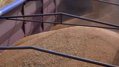 a combine harvester unloads fresh wheat grains into a tractor after harvesting wheat crops fields during the summer in ukraine