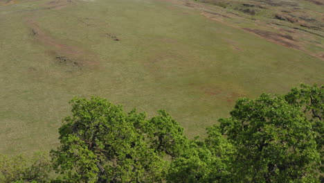 Fly-over-grassland-at-Tabletop-mountain-ecological-preserve-in-California,-revealing-Oak-trees