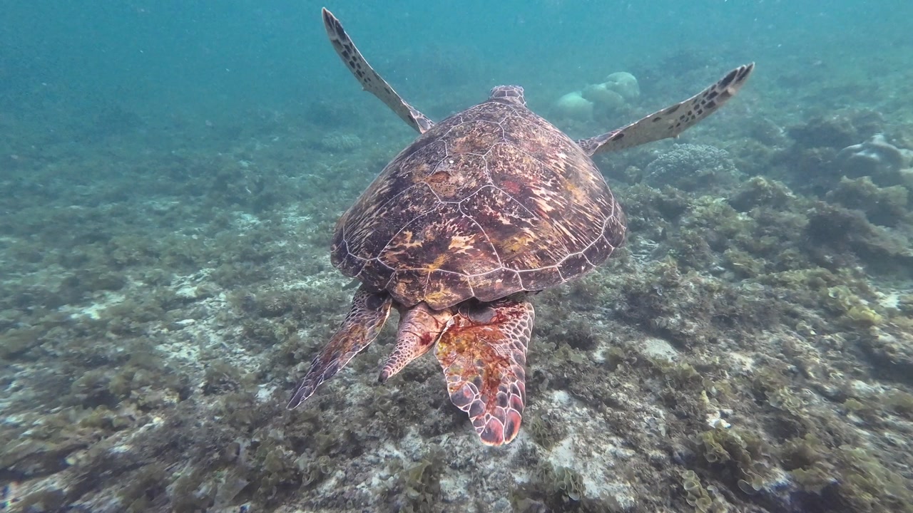 Underwater footage of a sea turtle swimming over coral reef in Apo Island Philippines with clear blue water tropical marine life and natural ocean wildlife in a peaceful environment