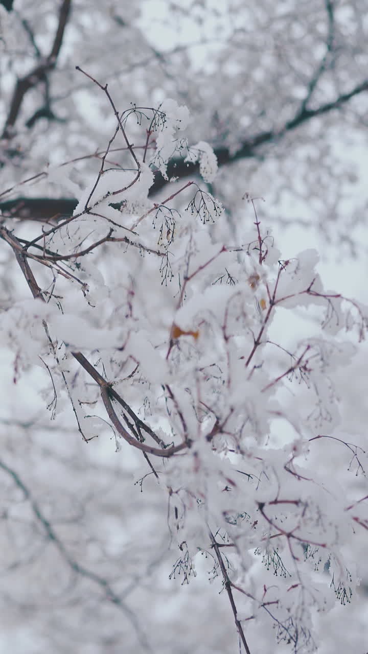 thin branches with snow against blurred high tree and grey sky after heavy snowfall on cold winter day close view