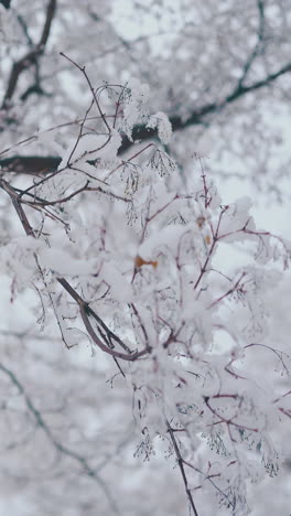 thin branches with snow against blurred high tree and grey sky after heavy snowfall on cold winter day close view