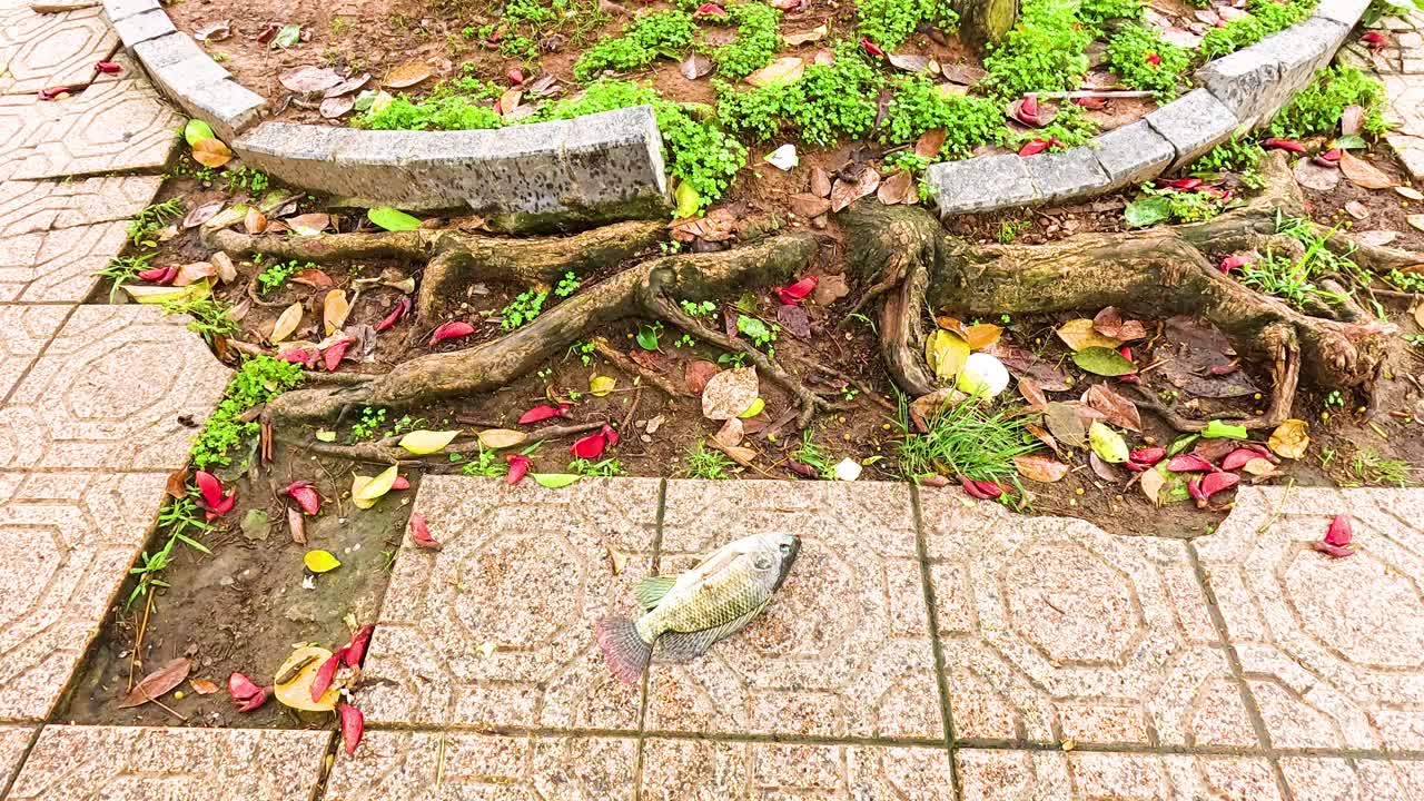 하노이 의 나무 뿌리 근처 의 보행자 길 에 있는 물고기