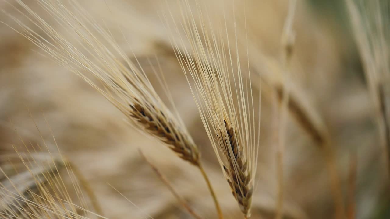 Primer plano macro de espigas de cebada con aristas largas y delicadas meciéndose con la brisa, resaltadas por una suave luz dorada y un fondo cremoso difuminado