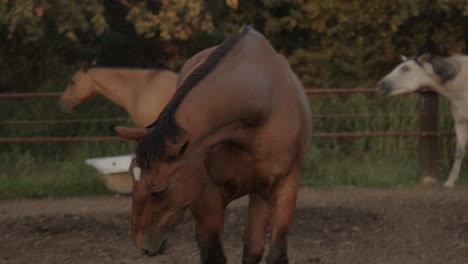 a brown horse in the paddock