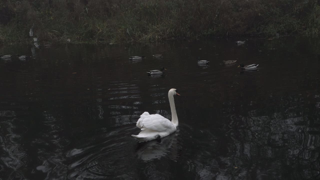 un elegante cisne flota en el agua con patos de tiro amplio