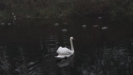 graceful single swan floats on water with ducks wide shot