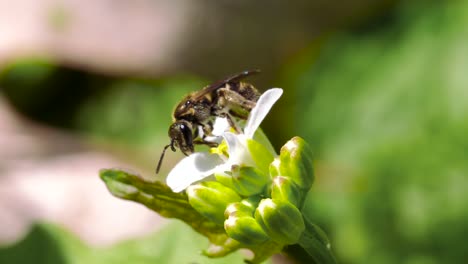 蜜蜂从白花中收集花粉 - - 加拿大安大略省