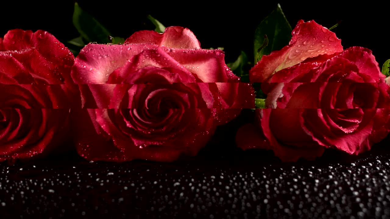 Rose rosse su sfondo nero
