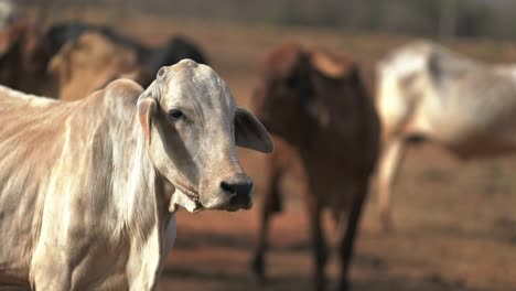 Unhealthy-and-poor-condition-cows-grazing-in-dry-field-of-farm
