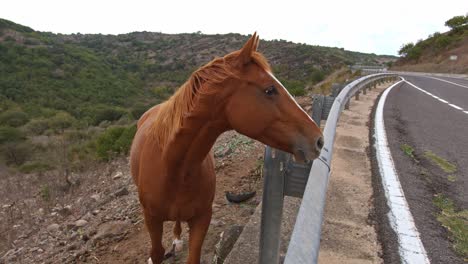 lonely wild horse standing on highway side, close up handheld view