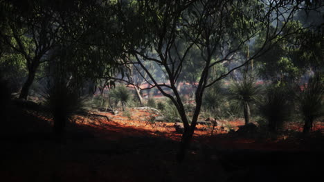 australian outback with trees and yellow sand