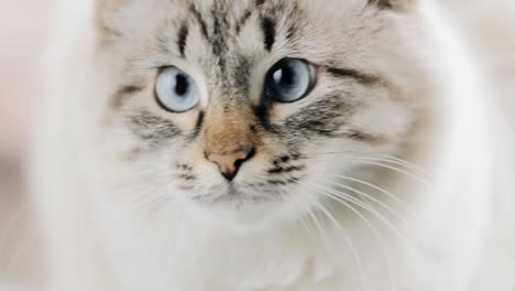 face of white cat with blue eyes