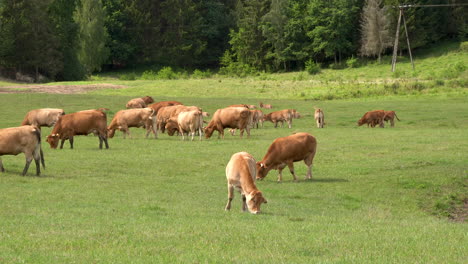 Gruppe-Von-Kühen,-Die-Im-Sommer-Gras-Auf-Einer-Hellgrünen-Wiese-Auf-Der-Ranch-Kauen