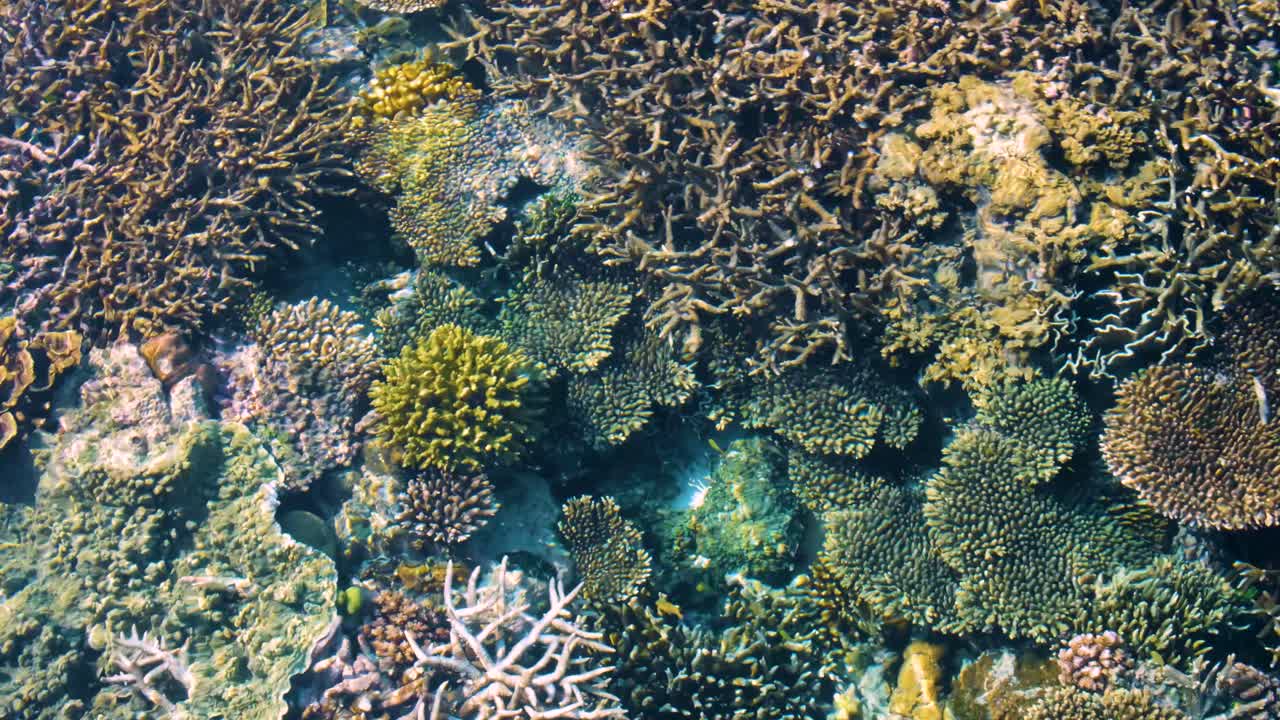 Vakker naturskjønn utsikt over fargerikt, sunt korallrev marint økosystem i krystallklart havvann på populær dykkerdestinasjon på tropisk øy i Raja Ampat, Vest-Papua, Indonesia