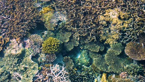 hermosa vista panorámica del colorido y saludable ecosistema marino de arrecifes de coral en aguas oceánicas cristalinas en el popular destino de buceo en la isla tropical de raja ampat, papúa occidental, indonesia