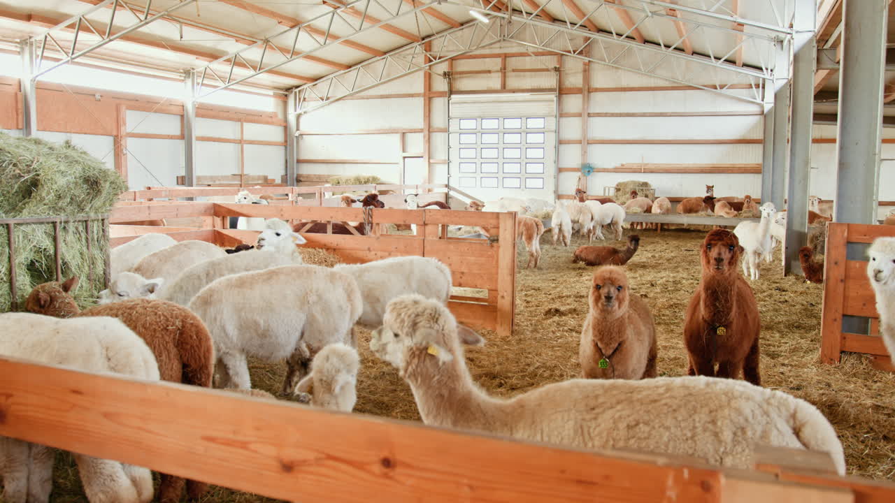 Alpaca Farm Interior