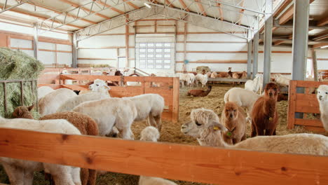 alpaca farm interior