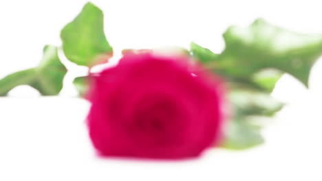 rosa rose auf weißem hintergrund