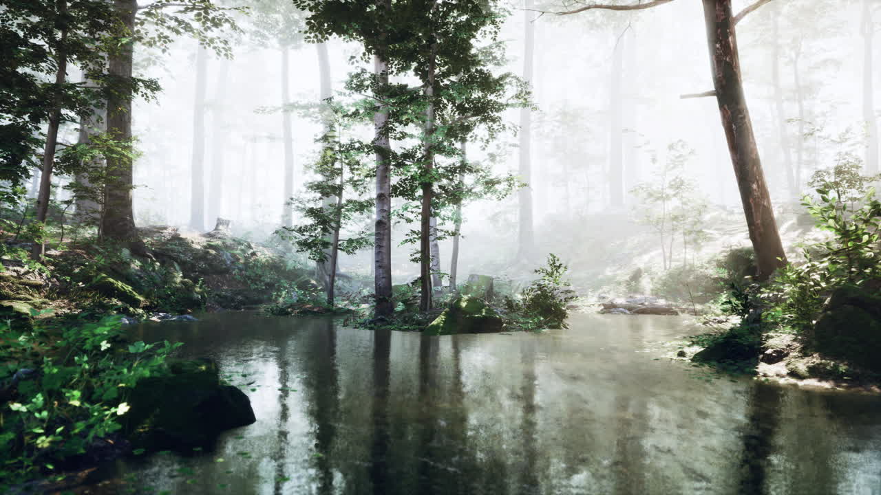 안개가 있는 초록색 숲의  ⁇ 빛