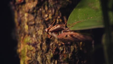 Closeup-cleaning-routine-of-a-praying-mantis-in-front-of-a-tree-bark-sitting-on-a-leaf