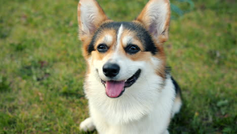 happy pembroke welsh corgi in a grassy field