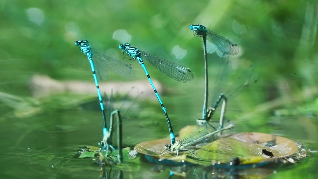 vista de la libélula azul común damselfly en pose de rueda de apareamiento contra el fondo bokeh
