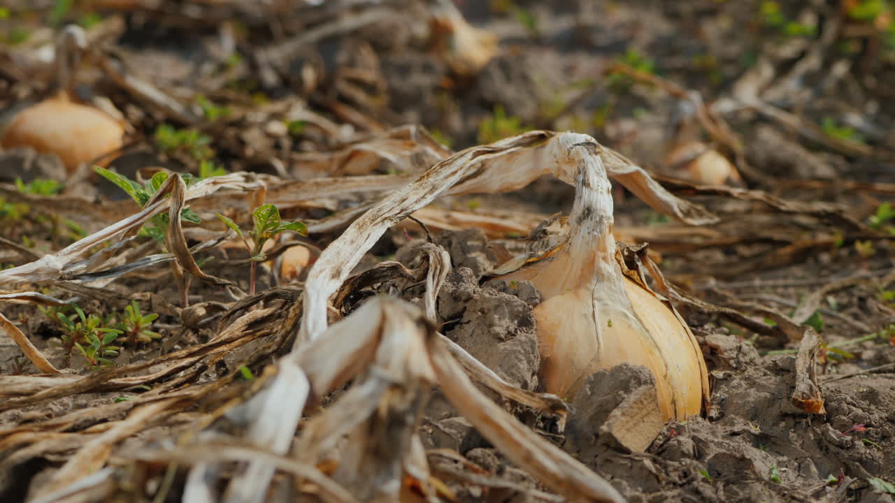 Farmer's hand pulls bulb from soil
