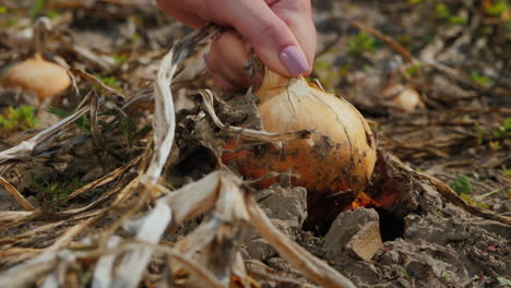 Farmer's-hand-pulls-bulb-from-soil