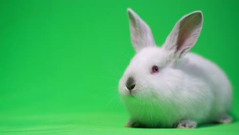 bunny looks around, sniffs and moves his ears, isolated on a green background, chroma key. 4k video