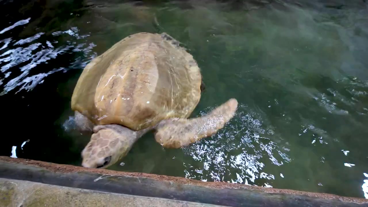 Albino leatherback sea turtle swims in the shallow water of a hatchery in sri lanka