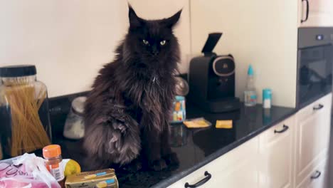 black furry main coon cat sitting on kitchen counter, surrounded by groceries