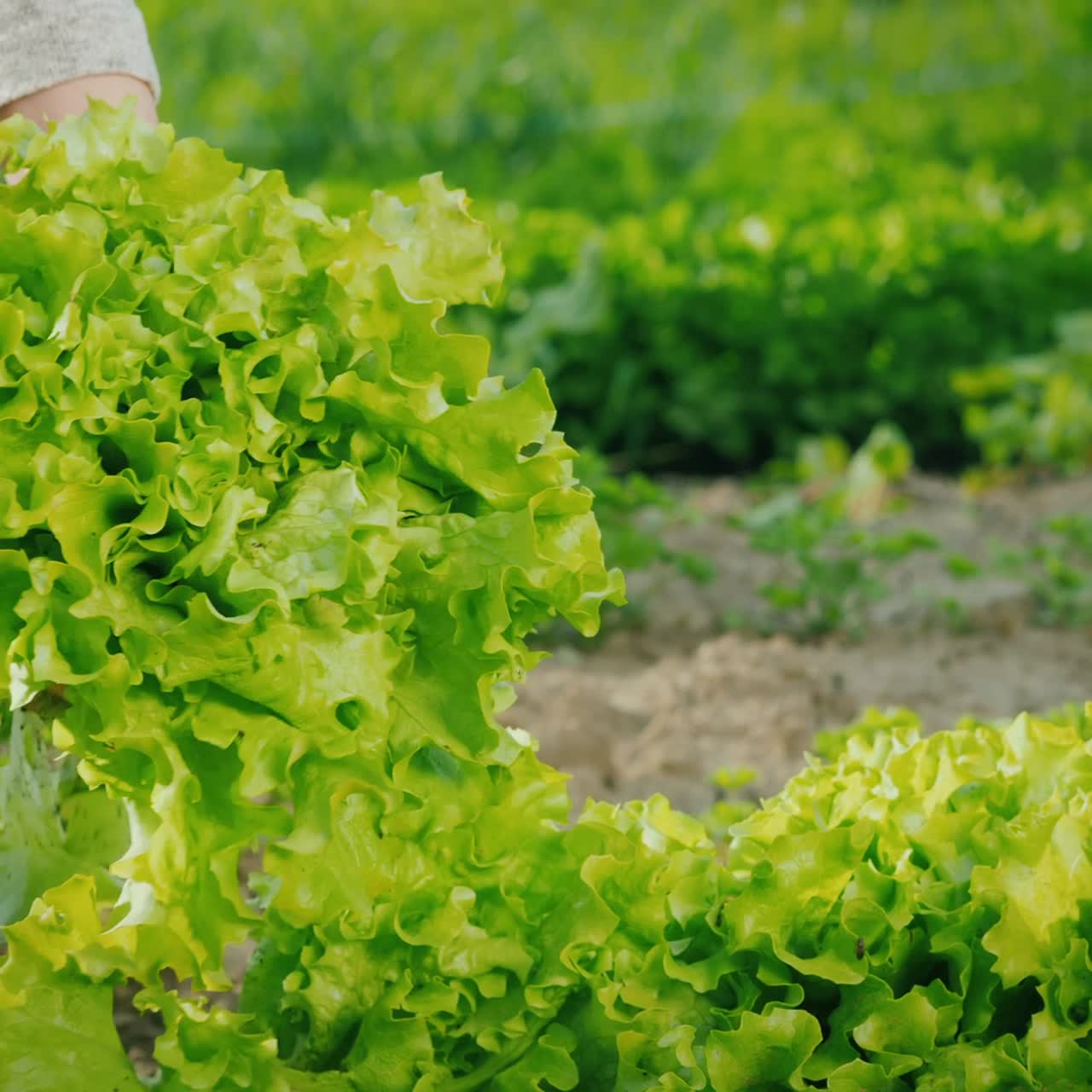 농부가 샐러드를 수확하다