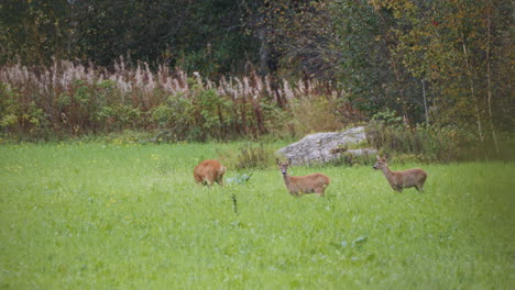 roe deers grazing in the wild in northern europe