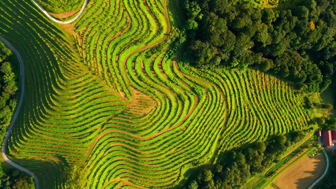 impresionantes imágenes de drones de colinas cubiertas de viñedos en el corazón de prlekija, jerusalén eslovenia, que se extienden a lo largo de un bosque exuberante con un fondo de cielos azules