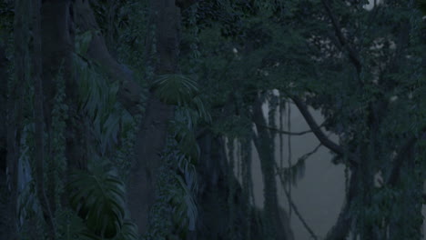 dark and mysterious jungle at night