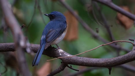 Visto-Dentro-De-Ramas-Desnudas-Mirando-Hacia-La-Izquierda-Y-Hacia-La-Derecha,-Papamoscas-Azul-Indochino-Cyornis-Sumatrensis,-Tailandia