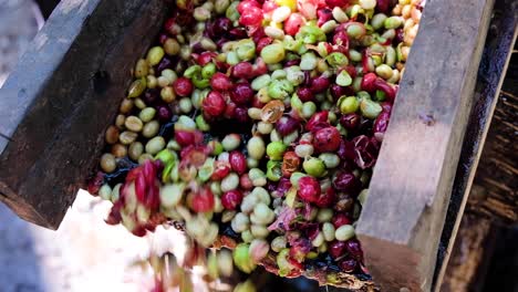 a closeup of ripe coffee cherries being pulped with water during the coffee harvest season in timor leste, south east asia