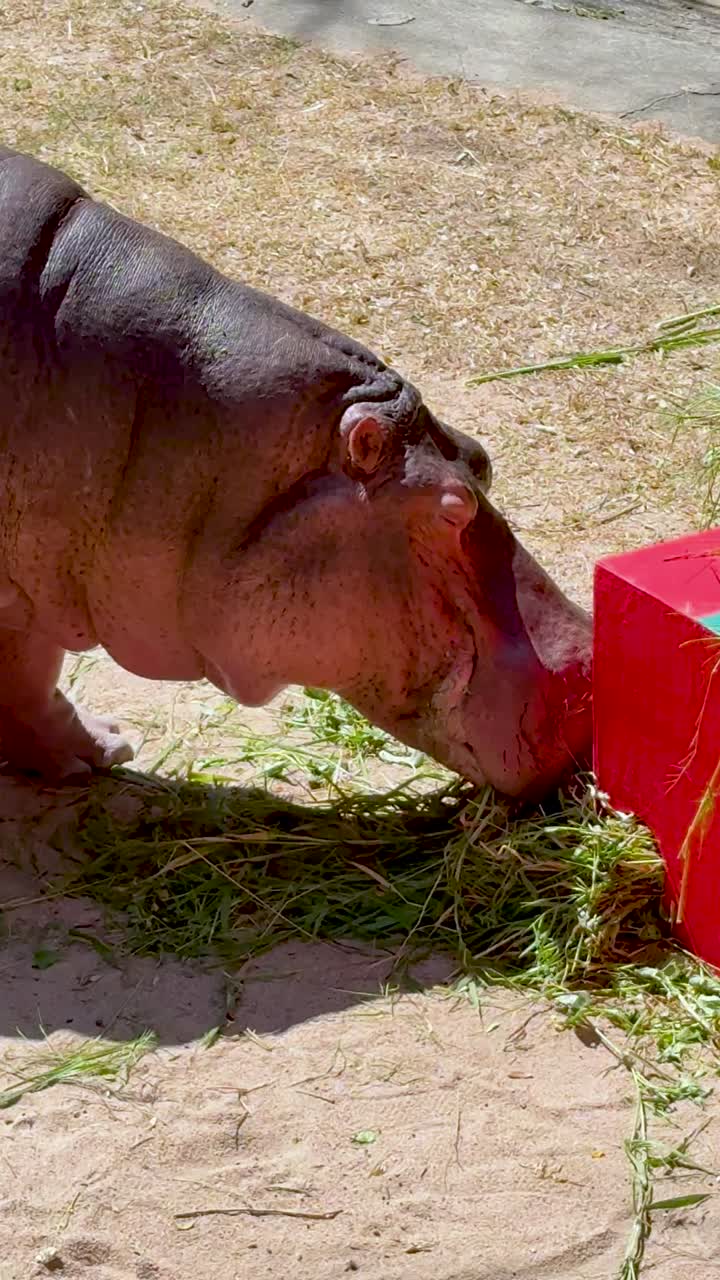 Hippo enjoys meal from red container
