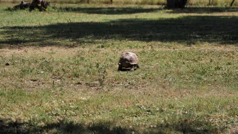 leopard tortoise walks slowly away from camera on short green grass