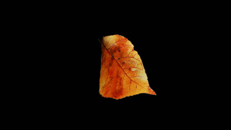 autumn leaves
