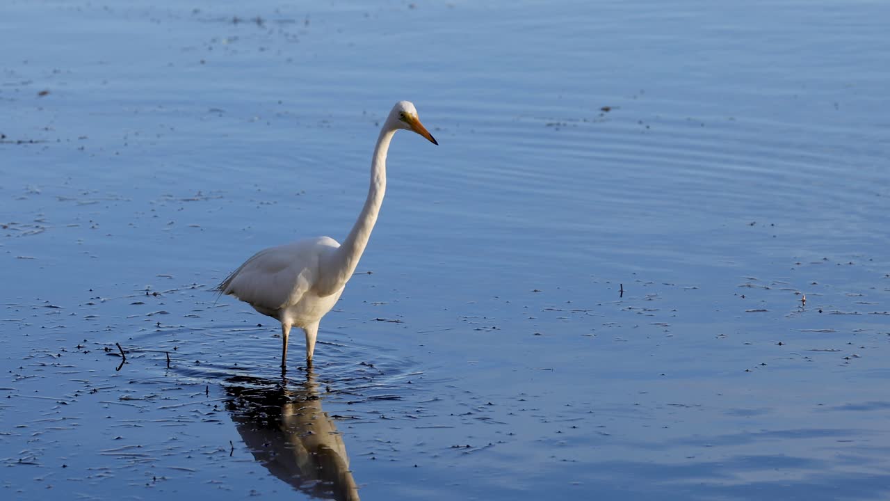 большая эгрет блуждает и охотится в воде