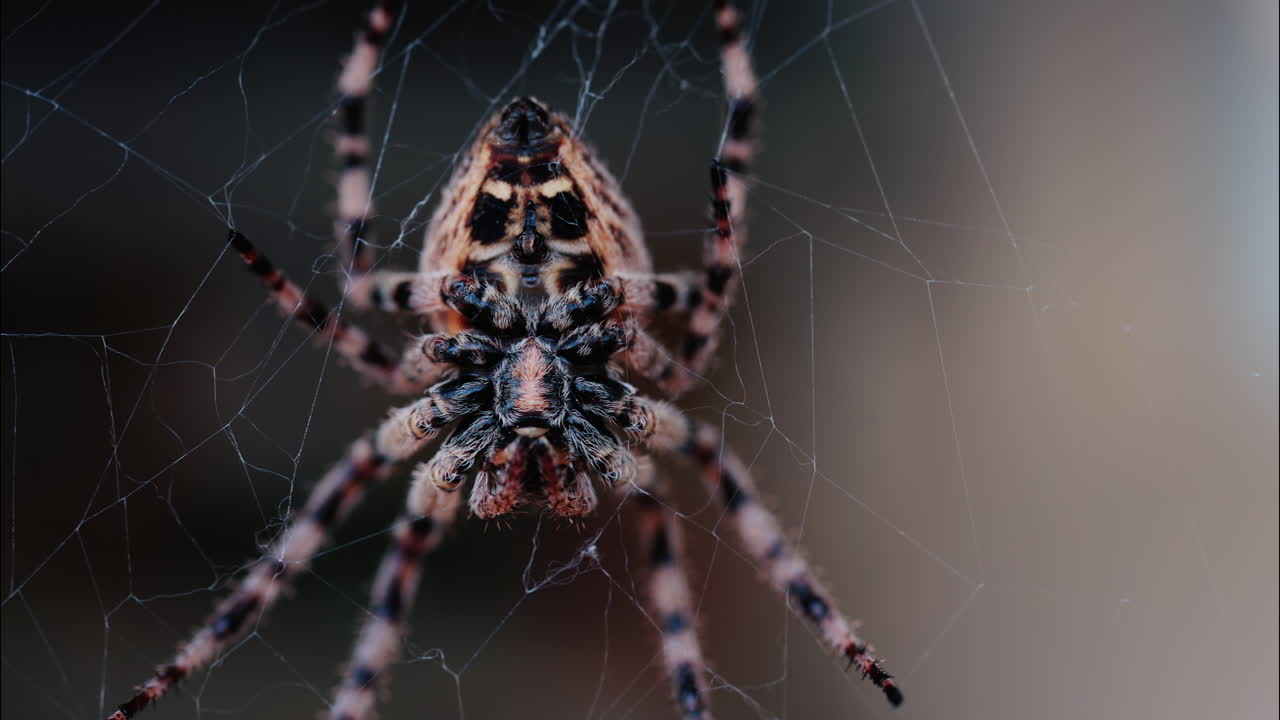 Close up of a spider sitting in its web, showing intricate details of its body and fine silk threads