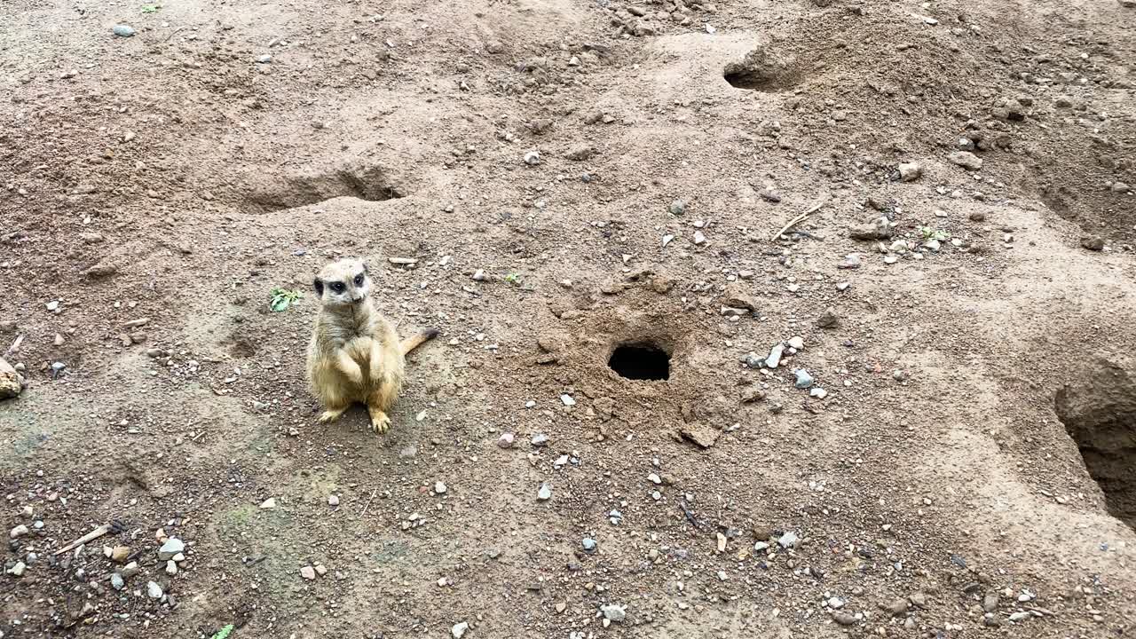 A small Meerkat standing in it's sentinel position looking around it's natural habitat